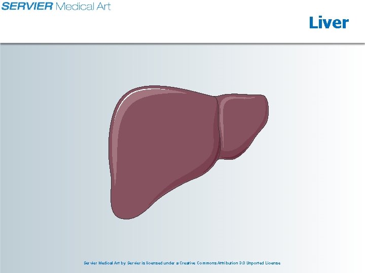 Liver Servier Medical Art by Servier is licensed under a Creative Commons Attribution 3.