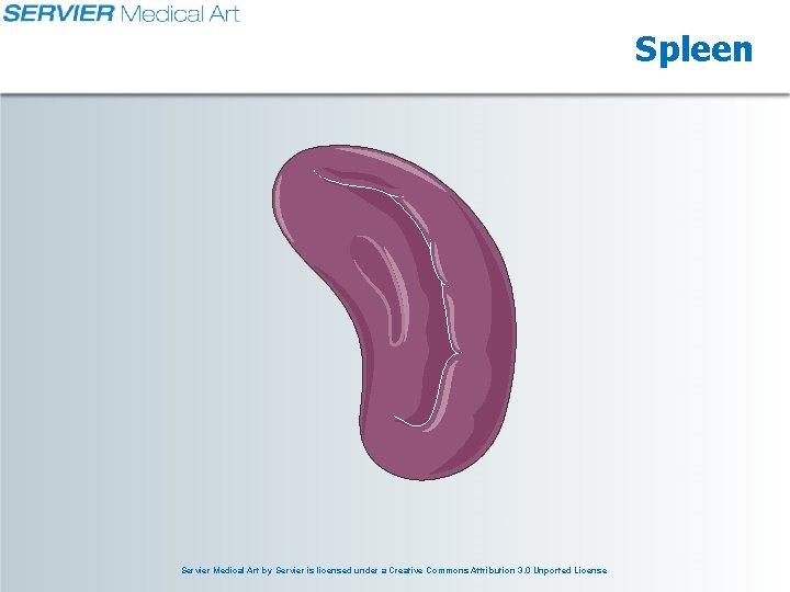 Spleen Servier Medical Art by Servier is licensed under a Creative Commons Attribution 3.