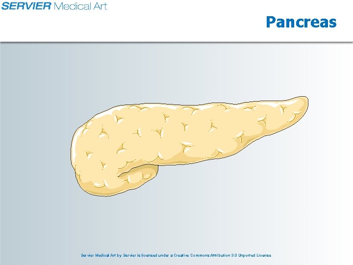 Pancreas Servier Medical Art by Servier is licensed under a Creative Commons Attribution 3.