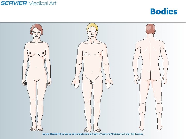 Bodies Servier Medical Art by Servier is licensed under a Creative Commons Attribution 3.