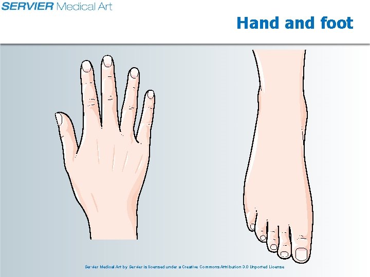Hand foot Servier Medical Art by Servier is licensed under a Creative Commons Attribution