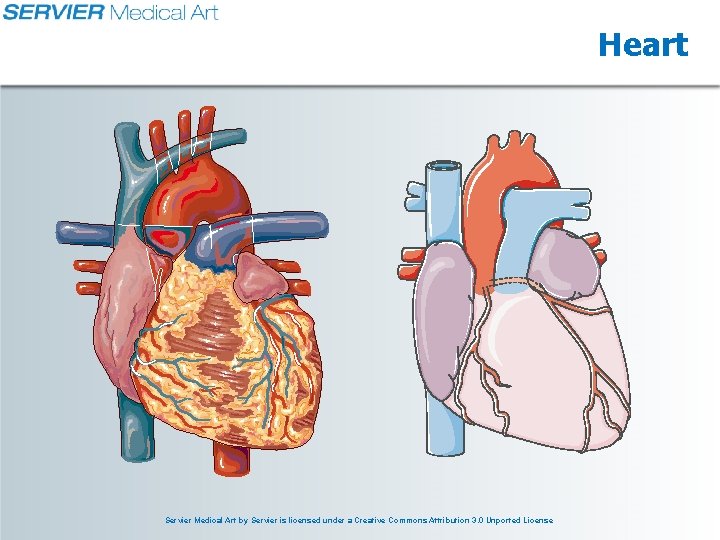 Heart Servier Medical Art by Servier is licensed under a Creative Commons Attribution 3.