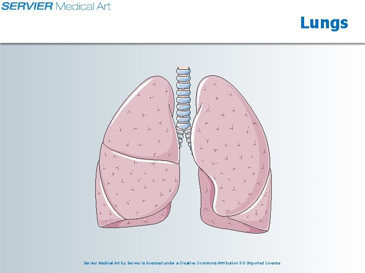 Lungs Servier Medical Art by Servier is licensed under a Creative Commons Attribution 3.