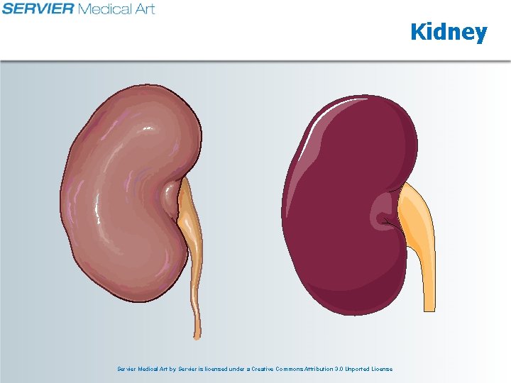 Kidney Servier Medical Art by Servier is licensed under a Creative Commons Attribution 3.