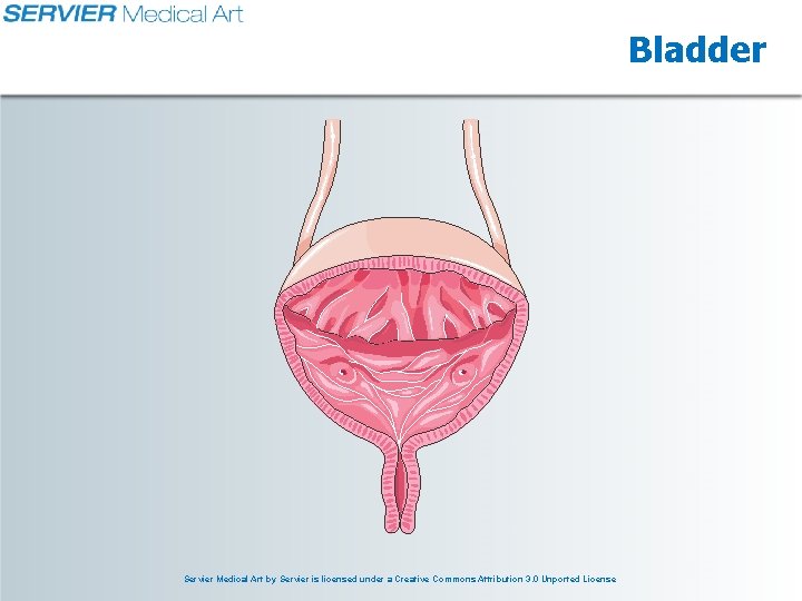 Bladder Servier Medical Art by Servier is licensed under a Creative Commons Attribution 3.