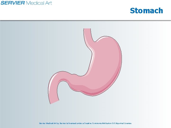 Stomach Servier Medical Art by Servier is licensed under a Creative Commons Attribution 3.