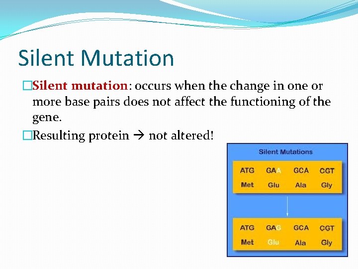 Silent Mutation �Silent mutation: occurs when the change in one or more base pairs