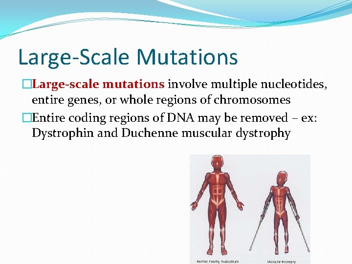 Large-Scale Mutations �Large-scale mutations involve multiple nucleotides, entire genes, or whole regions of chromosomes