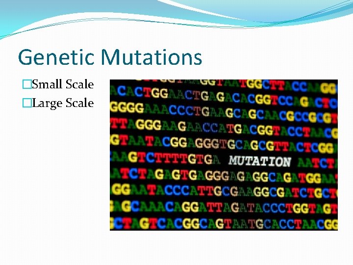 Genetic Mutations �Small Scale �Large Scale 