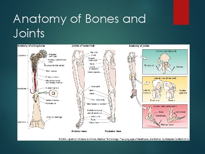 Anatomy of Bones and Joints 