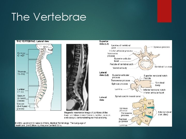 The Vertebrae 