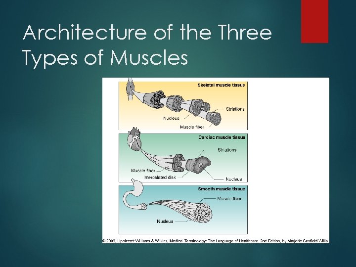 Architecture of the Three Types of Muscles 