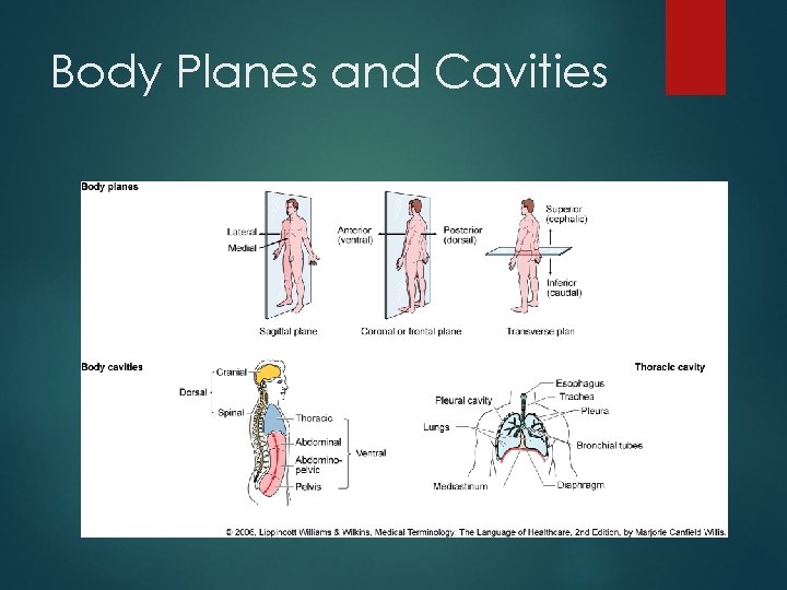 Body Planes and Cavities 