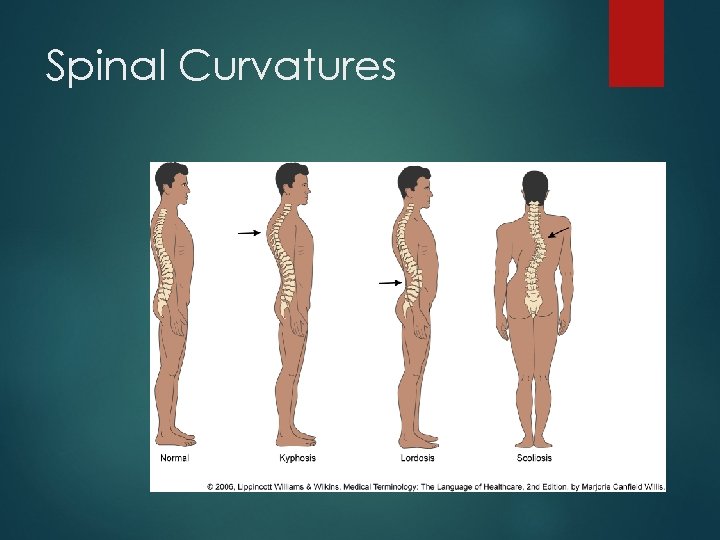 Spinal Curvatures 