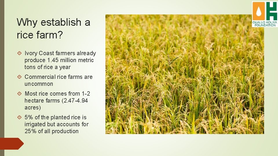 Why establish a rice farm? Ivory Coast farmers already produce 1. 45 million metric