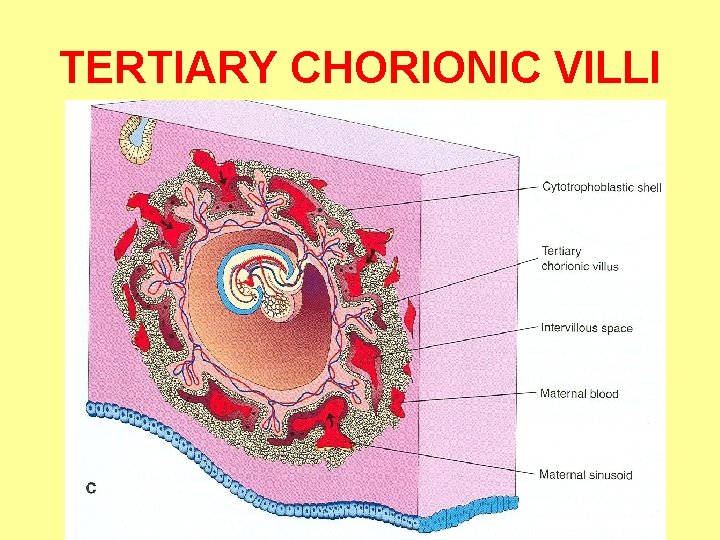 TERTIARY CHORIONIC VILLI 