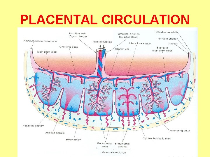 PLACENTAL CIRCULATION 