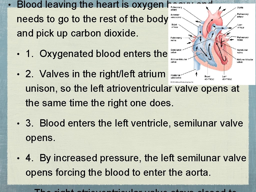  • Blood leaving the heart is oxygen heavy and needs to go to
