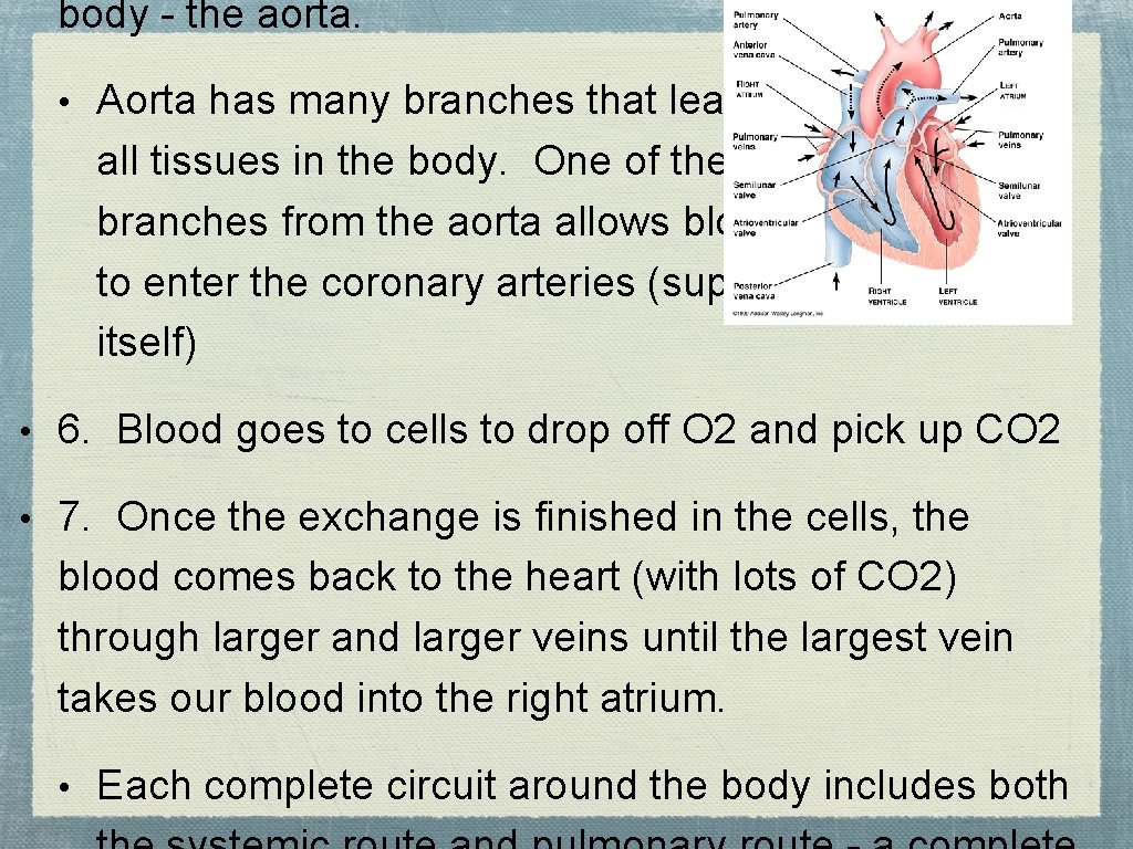 body - the aorta. • Aorta has many branches that leads to all tissues