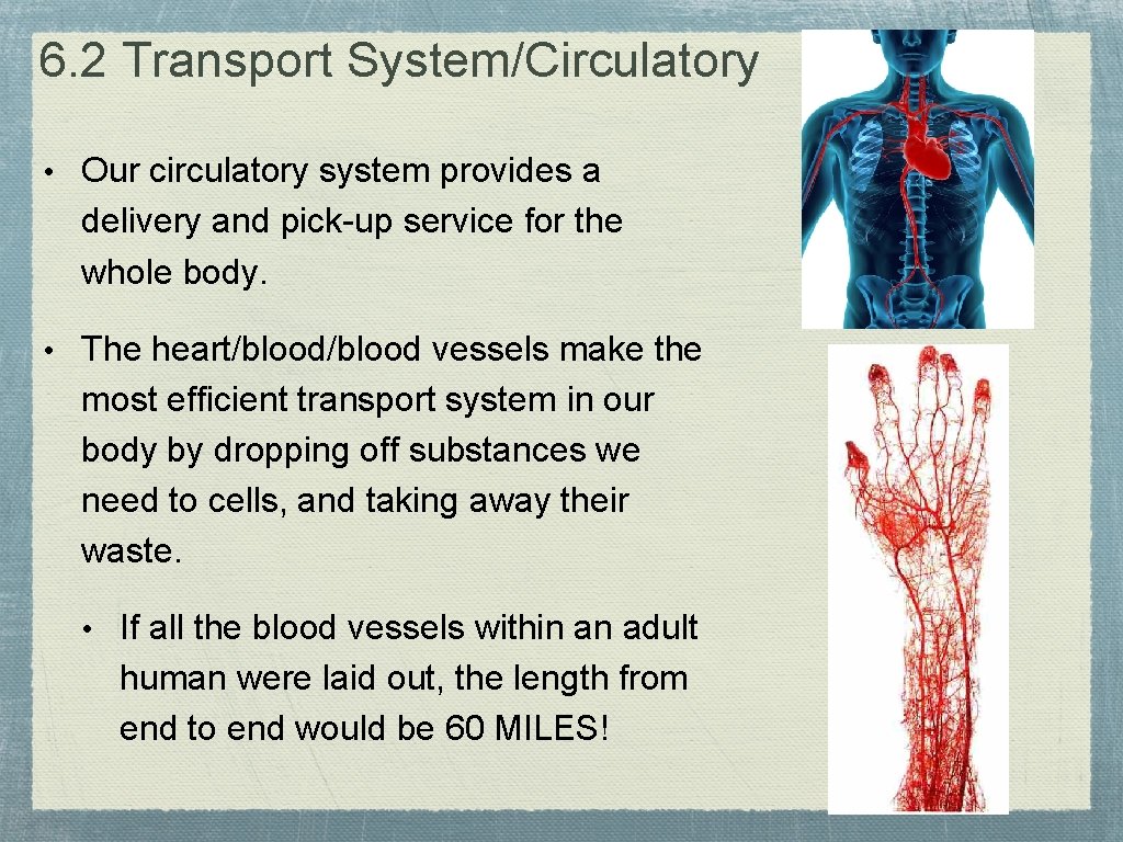 6. 2 Transport System/Circulatory • Our circulatory system provides a delivery and pick-up service