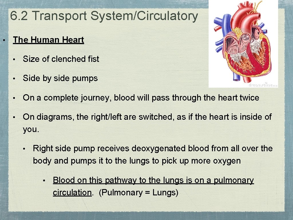 6. 2 Transport System/Circulatory • The Human Heart • Size of clenched fist •