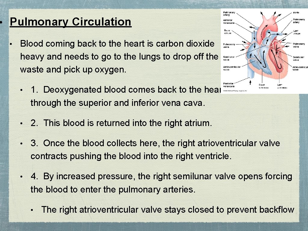 • Pulmonary Circulation • Blood coming back to the heart is carbon dioxide