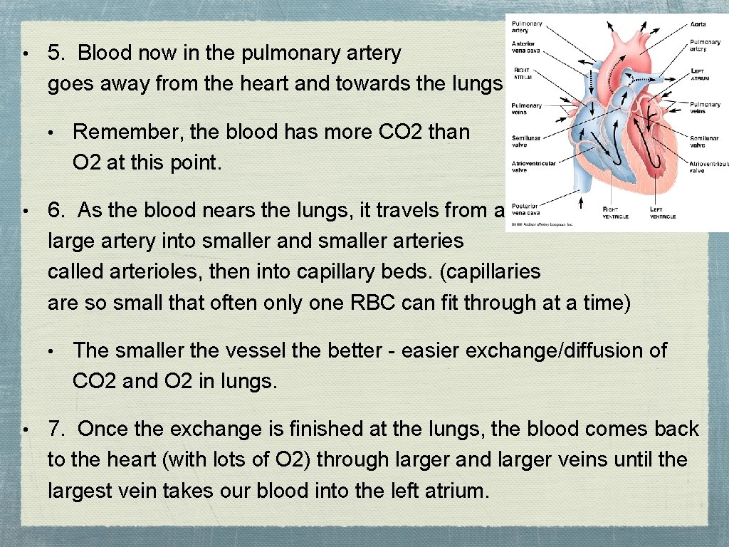  • 5. Blood now in the pulmonary artery goes away from the heart