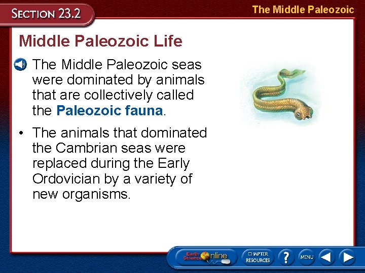 The Middle Paleozoic Life • The Middle Paleozoic seas were dominated by animals that