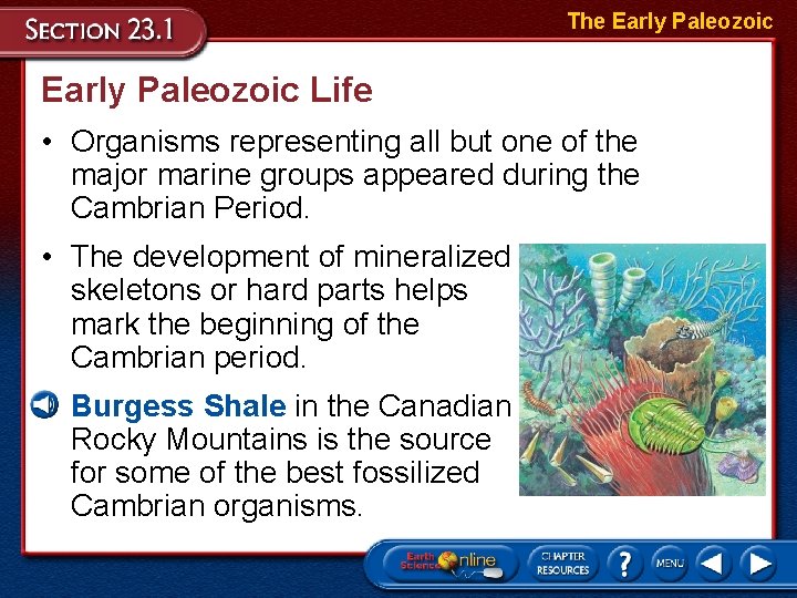 The Early Paleozoic Life • Organisms representing all but one of the major marine