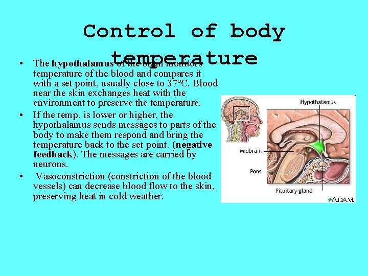  • Control of body The hypothalamustemperature of the brain monitors temperature of the