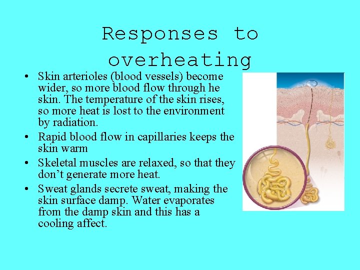 Responses to overheating • Skin arterioles (blood vessels) become wider, so more blood flow