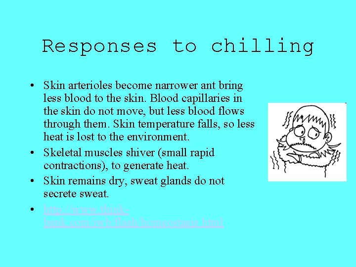 Responses to chilling • Skin arterioles become narrower ant bring less blood to the