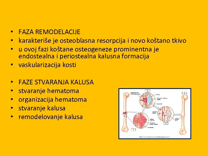  • FAZA REMODELACIJE • karakteriše je osteoblasna resorpcija i novo koštano tkivo •