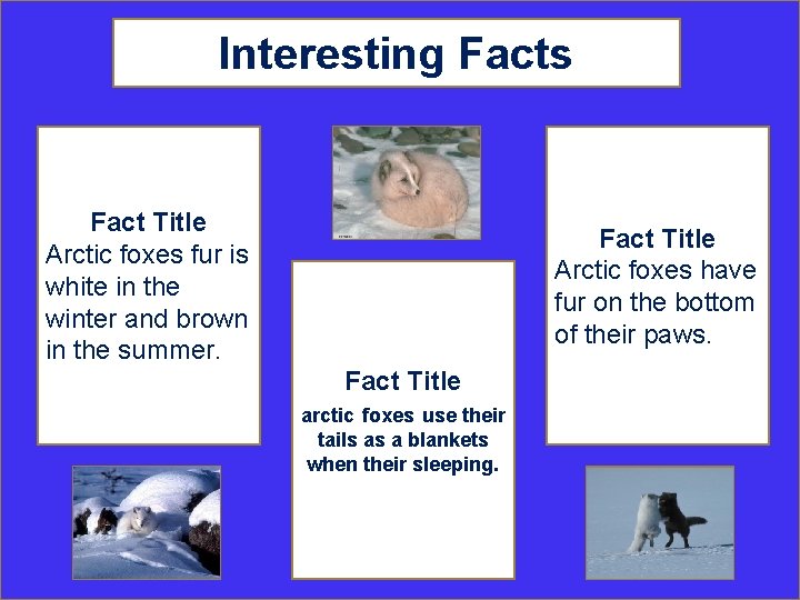 Interesting Facts Fact Title Arctic foxes fur is white in the winter and brown