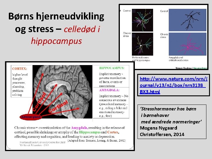 Børns hjerneudvikling og stress – celledød i hippocampus http: //www. nature. com/nrn/j ournal/v 13/n