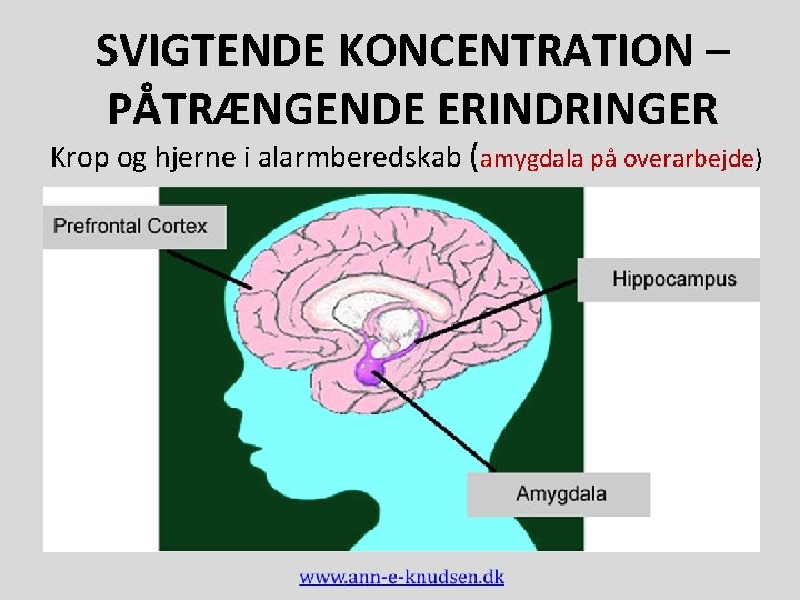 SVIGTENDE KONCENTRATION – PÅTRÆNGENDE ERINDRINGER Krop og hjerne i alarmberedskab (amygdala på overarbejde) 