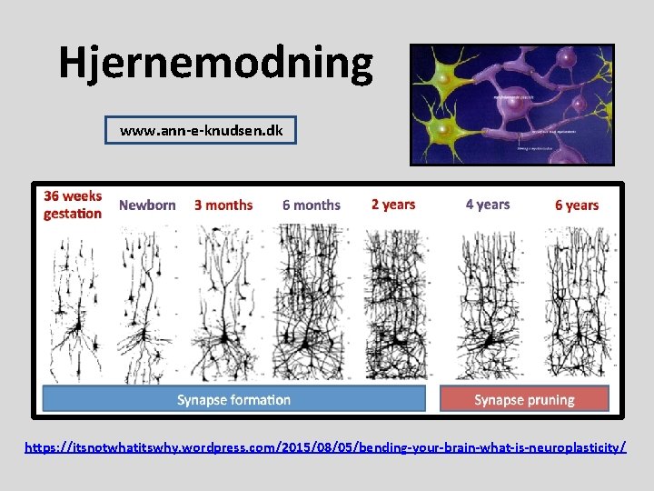 Hjernemodning www. ann-e-knudsen. dk https: //itsnotwhatitswhy. wordpress. com/2015/08/05/bending-your-brain-what-is-neuroplasticity/ 