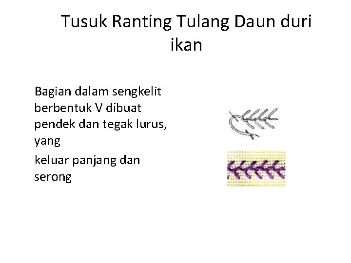 Tusuk Ranting Tulang Daun duri ikan Bagian dalam sengkelit berbentuk V dibuat pendek dan