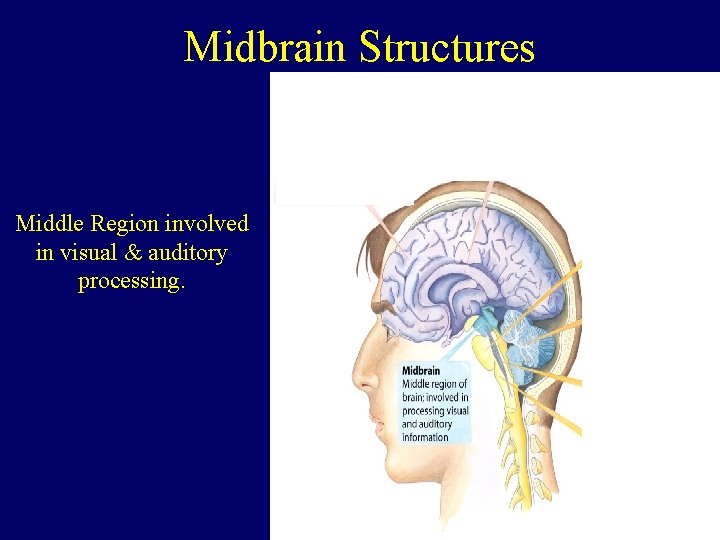 Midbrain Structures Middle Region involved in visual & auditory processing. 