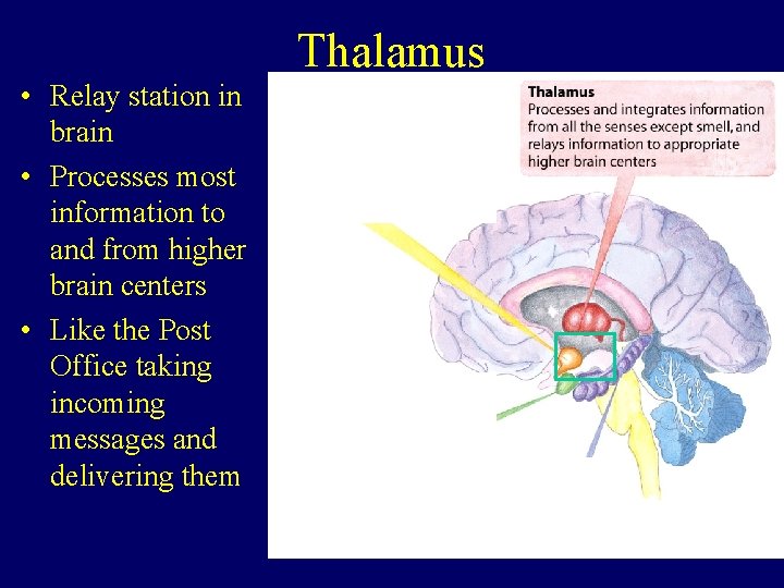 Thalamus • Relay station in brain • Processes most information to and from higher