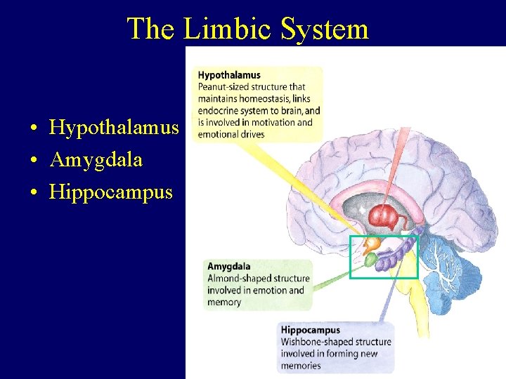 The Limbic System • Hypothalamus • Amygdala • Hippocampus 