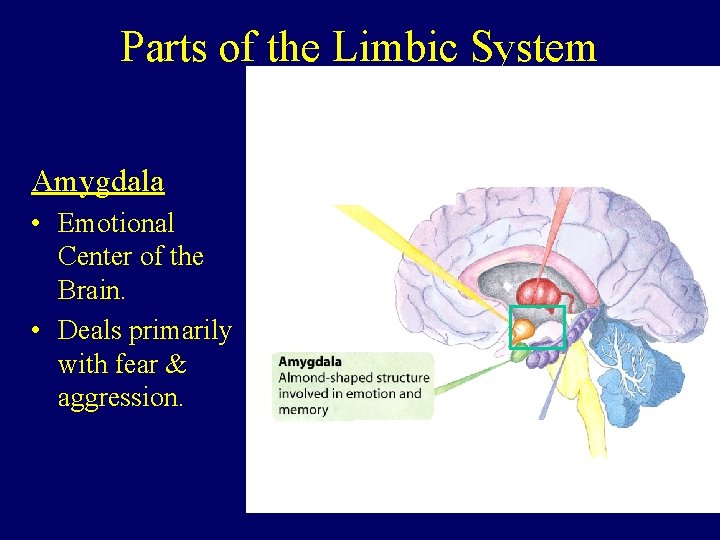 Parts of the Limbic System Amygdala • Emotional Center of the Brain. • Deals