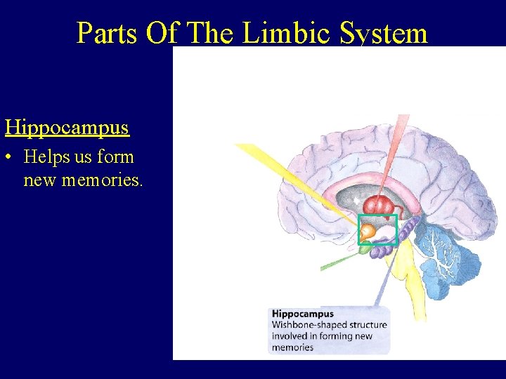 Parts Of The Limbic System Hippocampus • Helps us form new memories. 