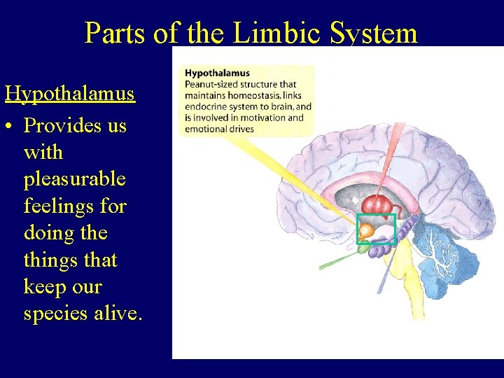 Parts of the Limbic System Hypothalamus • Provides us with pleasurable feelings for doing