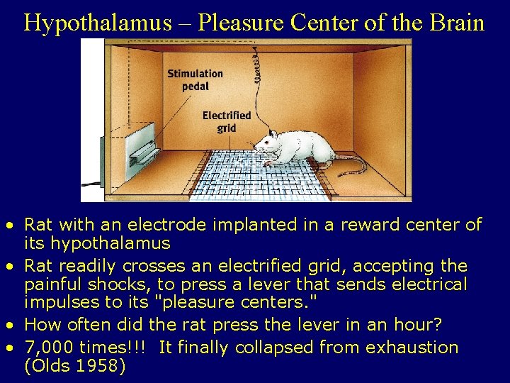 Hypothalamus – Pleasure Center of the Brain • Rat with an electrode implanted in