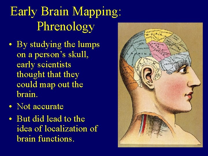 Early Brain Mapping: Phrenology • By studying the lumps on a person’s skull, early