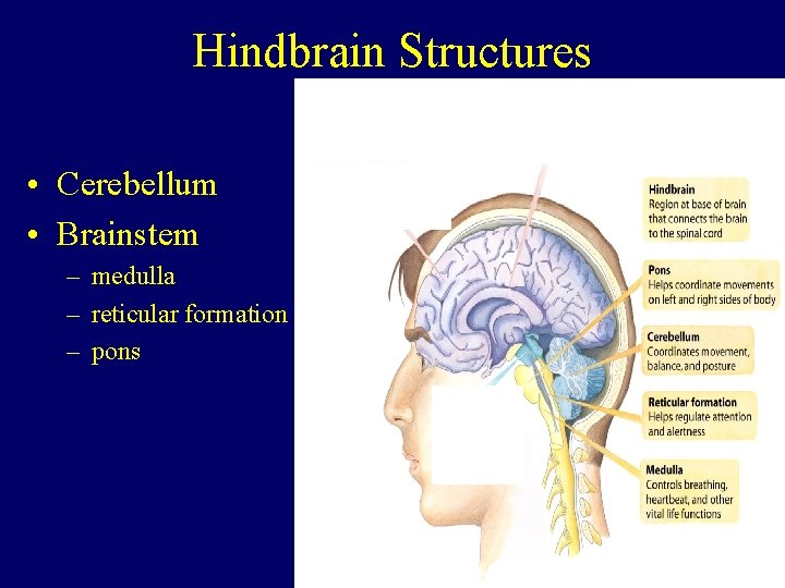 Hindbrain Structures • Cerebellum • Brainstem – medulla – reticular formation – pons 