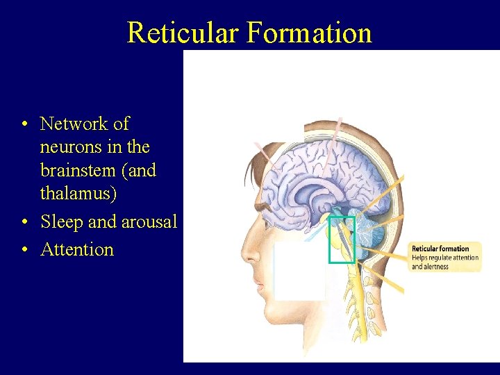 Reticular Formation • Network of neurons in the brainstem (and thalamus) • Sleep and