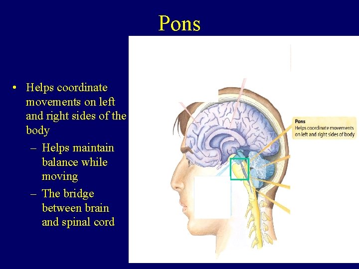 Pons • Helps coordinate movements on left and right sides of the body –