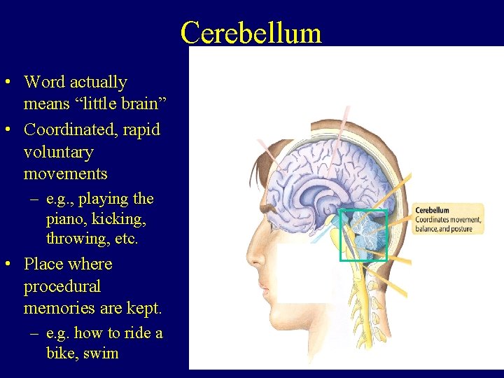Cerebellum • Word actually means “little brain” • Coordinated, rapid voluntary movements – e.